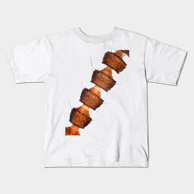 Rove beetle antenna under microscope Kids T-Shirt by SDym Photography